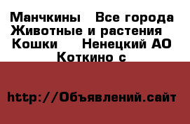 Манчкины - Все города Животные и растения » Кошки   . Ненецкий АО,Коткино с.